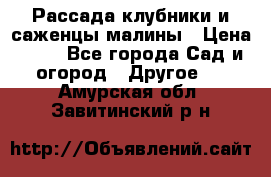 Рассада клубники и саженцы малины › Цена ­ 10 - Все города Сад и огород » Другое   . Амурская обл.,Завитинский р-н